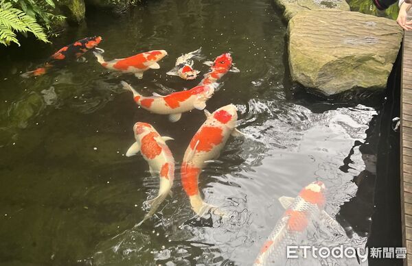 ▲▼ 陶朱隱園的魚 。(圖/記者項瀚攝)