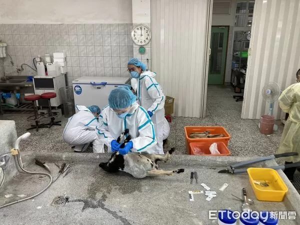 ▲獸醫團隊解剖死亡動物,體內均驗出劇毒農藥「托福松」。(圖/記者游芳男翻攝)