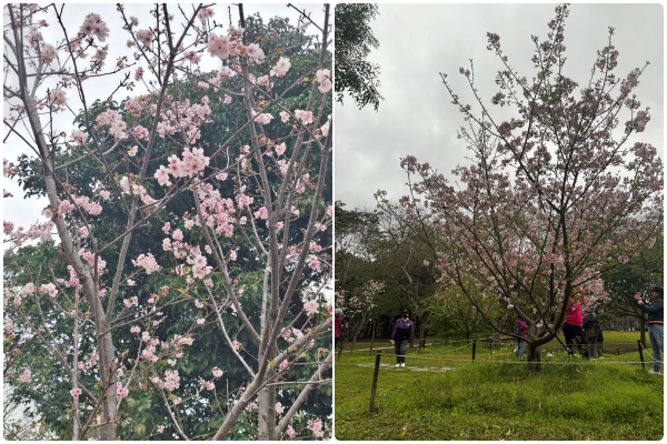 ▲大安森林公園。(圖/公園處提供)