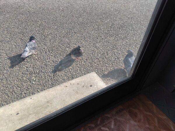 ▲。(圖/翻攝自X/@ponkotsu_yu)