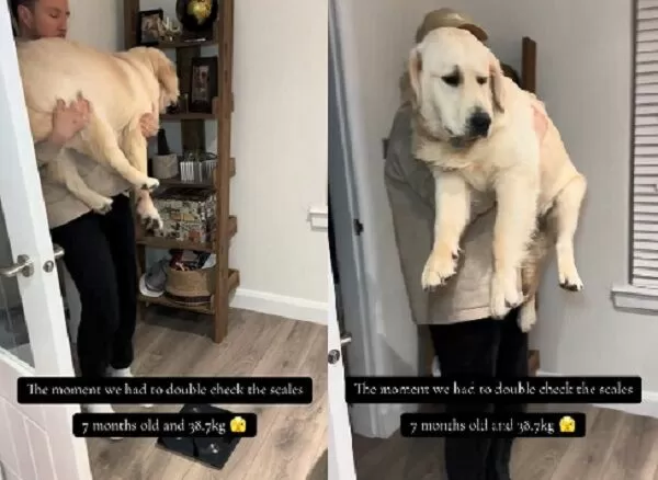 ▲。(圖/翻攝自TikTok/@barkstreetboys_)