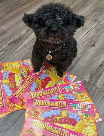 ▲大家贏投注站店狗黑妞「伸爪」建功。(圖/記者陳瑩欣攝)