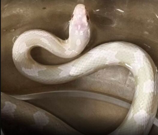 ▲拾獲白玉米蛇,彰化縣動防所30日開放認領。(圖/動物防疫所提供)
