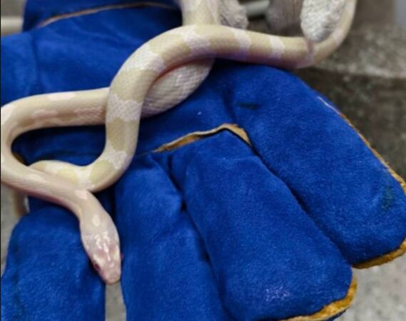 ▲拾獲白玉米蛇,彰化縣動防所30日開放認領。(圖/動物防疫所提供)