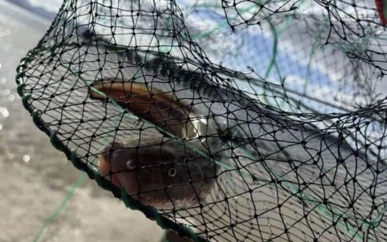 ▲岳麗(栗子)離開北京到浙江無人島「守島」,展現出的愜意生活引起外界關注。(圖/翻攝都市快報)