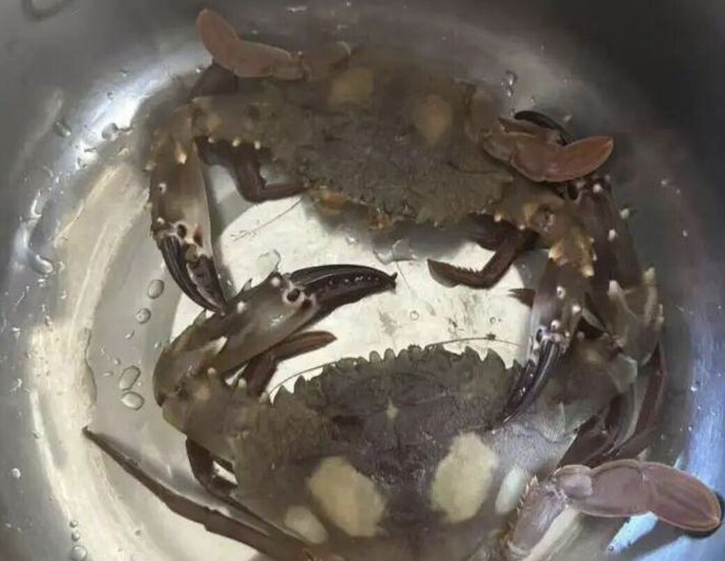 ▲岳麗(栗子)離開北京到浙江無人島「守島」,展現出的愜意生活引起外界關注。(圖/翻攝都市快報)