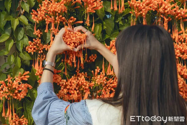 ▲▼ 炮仗花瀑綻放迎新春 嘉義市揭開花季序幕 。(圖/嘉義市政府提供)