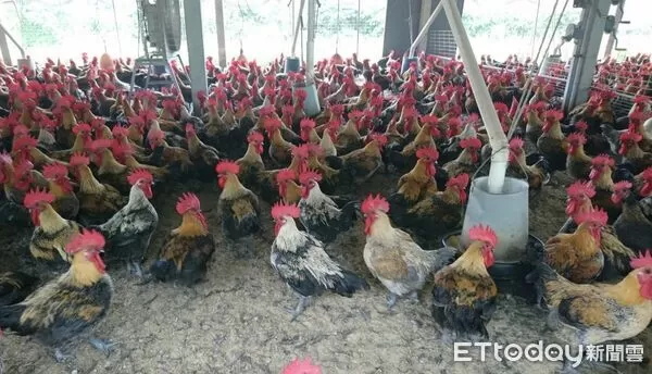 ▲台南市政府農業局召開記者會,說明國產雞肉從源頭到屠宰層層把關,讓民眾安心選購。(記者林東良翻攝,下同)