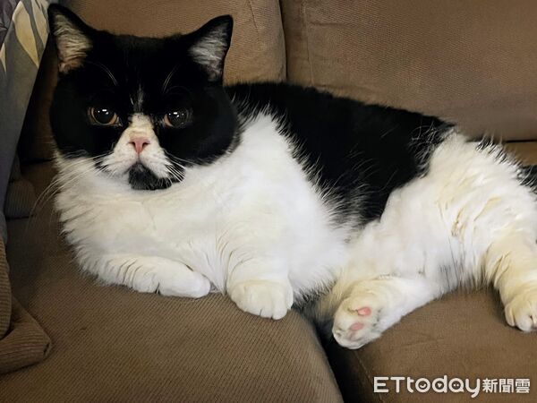 ▲▼緬因哥「壁咚」強行舔頭!短腿貓放棄掙扎。(圖/網友小敏提供,請勿隨意翻拍,以免侵權。)