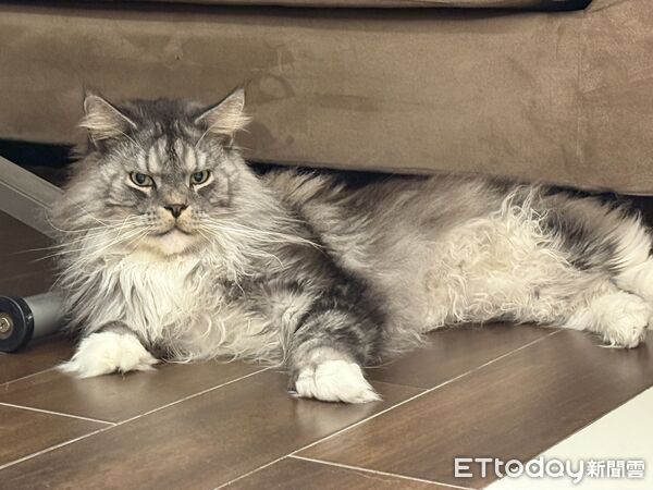 ▲▼緬因哥「壁咚」強行舔頭!短腿貓放棄掙扎。(圖/網友小敏提供,請勿隨意翻拍,以免侵權。)