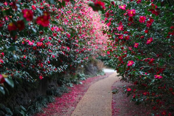▲▼濟州島山茶花之丘。(圖/翻攝自카멜리아 힐臉書專頁)