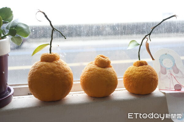 ▲▼濟州島特產漢拿橘。(圖/ETtoday資料照)