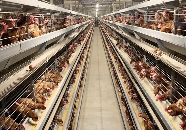 ▲桃園市農業局針對轄區154家養禽場加強防護。(圖/桃市農業局提供)