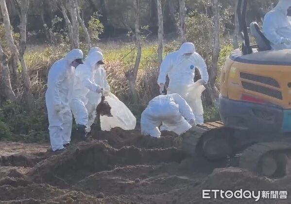 ▲台中豐康牧場將1千多隻染禽流感死雞,遠載苗栗另家養雞場門口前的農地掩埋,受害業者痛斥真缺德!苗栗縣政府今挖掘取出後燒毀,並追究業者和地主刑責。(圖/記者楊永盛翻攝)