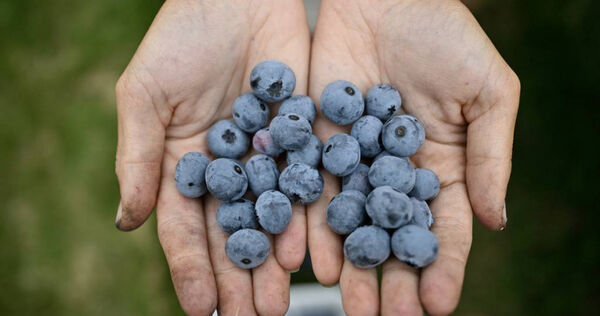 美國果品商預測,2月起藍莓市場供應將趨緊,價格恐走揚。(圖/達志/美聯社,下同)