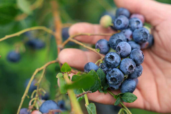 目前藍莓供應主力來自智利,但因氣候因素影響,預期2月底前將大幅減少。