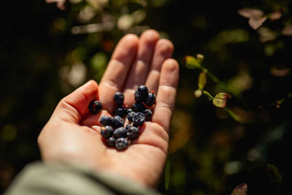 佛羅里達州藍莓預計3月底至4月初開始大量出貨,填補部分供應空窗。