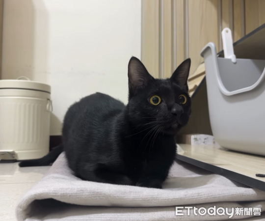 黑貓歐歐。(圖/Threads@ouou_20250423提供)