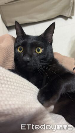 黑貓歐歐。(圖/Threads@ouou_20250423提供)