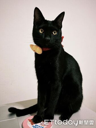 黑貓歐歐。(圖/Threads@ouou_20250423提供)