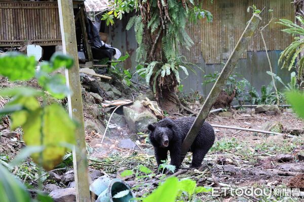 ▲▼ 侵擾阿里山11處工寮 臺灣黑熊成功捕獲並完成野放 。(圖/林業保育署嘉義分署提供)