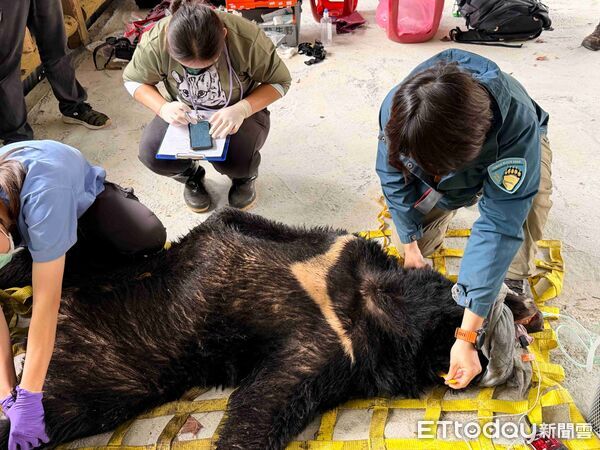 ▲▼ 侵擾阿里山11處工寮 臺灣黑熊成功捕獲並完成野放 。(圖/林業保育署嘉義分署提供)