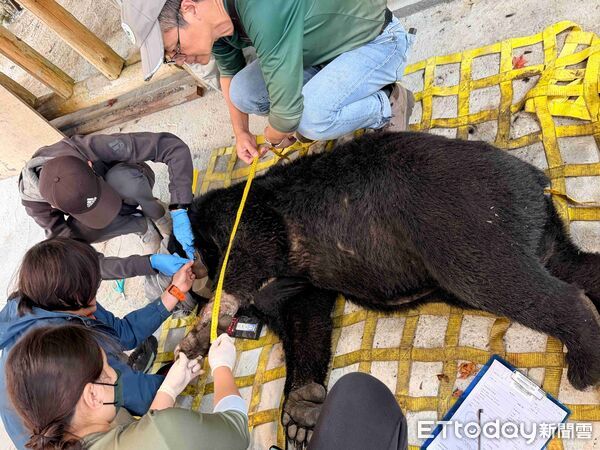 ▲▼ 侵擾阿里山11處工寮 臺灣黑熊成功捕獲並完成野放 。(圖/林業保育署嘉義分署提供)
