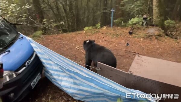 ▲▼ 侵擾阿里山11處工寮 臺灣黑熊成功捕獲並完成野放 。(圖/林業保育署嘉義分署提供)