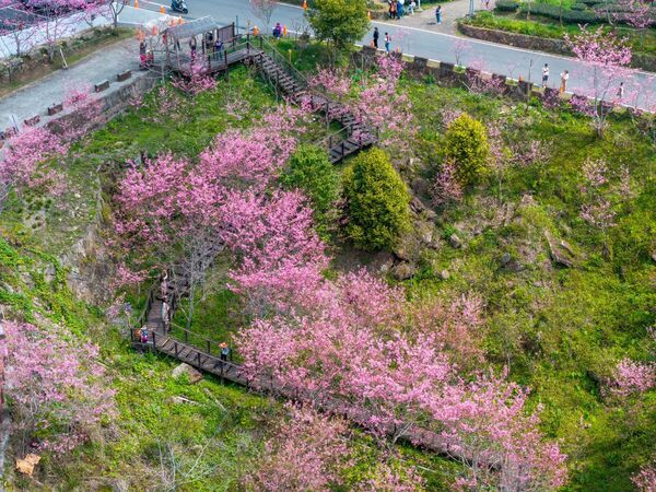 ▲▼阿里山玩法。(圖/嘉義縣政府提供)