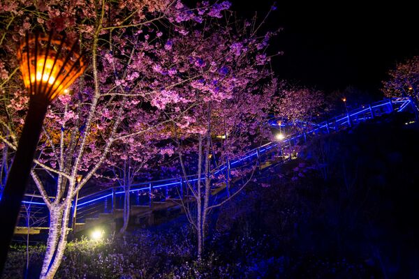 ▲▼阿里山玩法。(圖/嘉義縣政府提供)