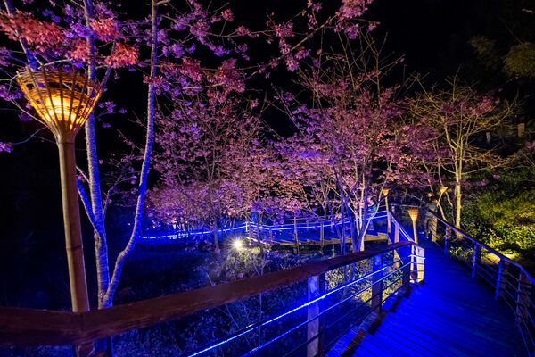 ▲▼阿里山玩法。(圖/嘉義縣政府提供)