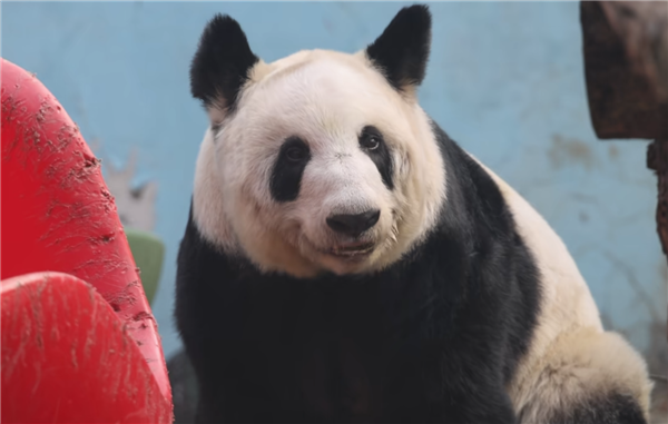 ▲▼旅美貓熊丫丫回國兩年 胖了20公斤「判若兩熊」。(圖/翻攝央視新聞)