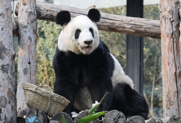 ▲▼旅美貓熊丫丫回國兩年 胖了20公斤「判若兩熊」。(圖/翻攝央視新聞)