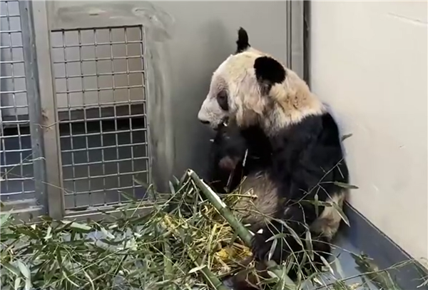 ▲▼旅美貓熊丫丫回國兩年 胖了20公斤「判若兩熊」。(圖/翻攝央視新聞)