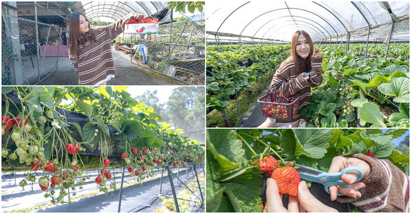 ▲▼花蓮高架式採草莓體驗。(圖/部落客桃桃提供)