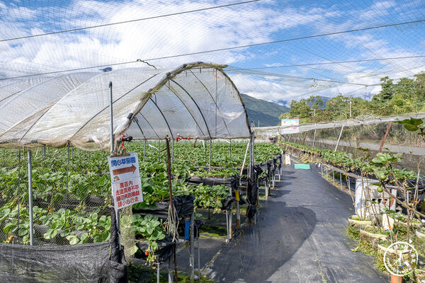 ▲▼花蓮高架式採草莓體驗。(圖/部落客桃桃提供)