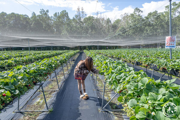 ▲▼花蓮高架式採草莓體驗。(圖/部落客桃桃提供)