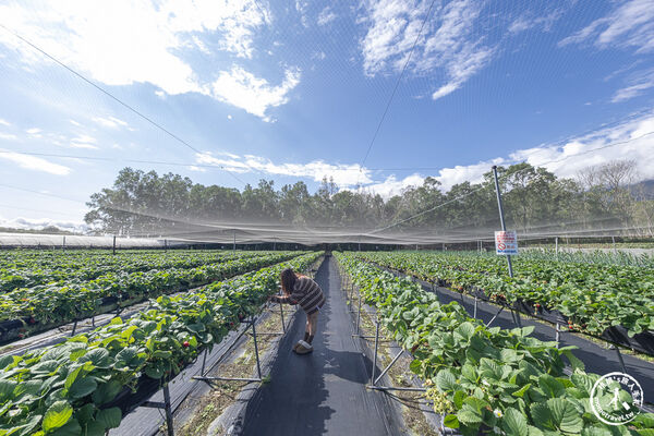 ▲▼花蓮高架式採草莓體驗。(圖/部落客桃桃提供)
