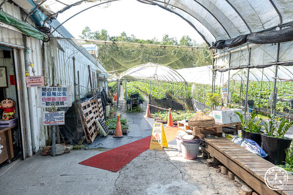 ▲▼花蓮高架式採草莓體驗。(圖/部落客桃桃提供)