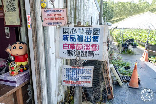 ▲▼花蓮高架式採草莓體驗。(圖/部落客桃桃提供)