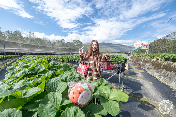 ▲▼花蓮高架式採草莓體驗。(圖/部落客桃桃提供)
