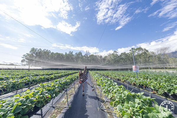 ▲▼花蓮高架式採草莓體驗。(圖/部落客桃桃提供)