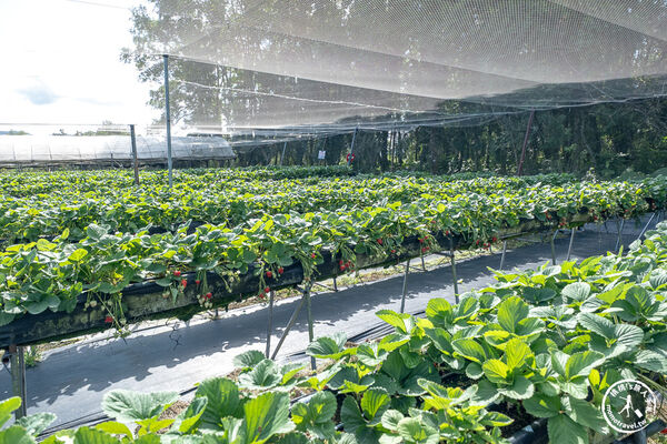 ▲▼花蓮高架式採草莓體驗。(圖/部落客桃桃提供)