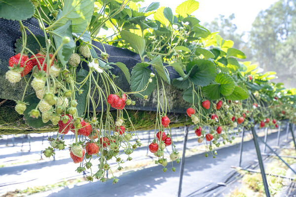 ▲▼花蓮高架式採草莓體驗。(圖/部落客桃桃提供)