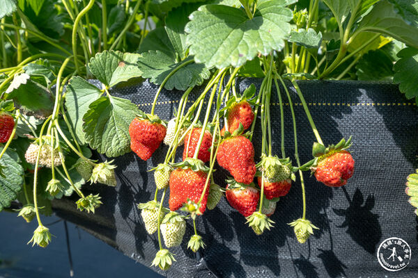 ▲▼花蓮高架式採草莓體驗。(圖/部落客桃桃提供)