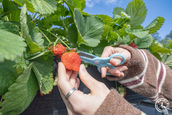 ▲▼花蓮高架式採草莓體驗。(圖/部落客桃桃提供)
