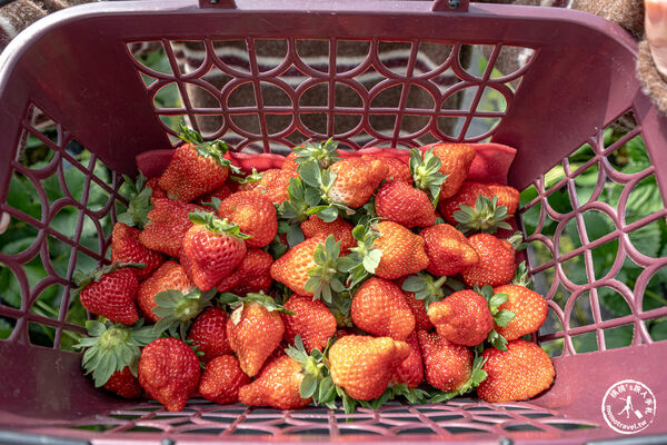 ▲▼花蓮高架式採草莓體驗。(圖/部落客桃桃提供)