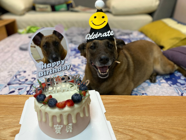 ▲5年前初見浪浪翻垃圾 租屋處不能養狗:10天秒換房只為讓牠有家。(圖/妳的名字叫寶貝@xiao.gi提供,請勿隨意翻拍,以免侵權。)