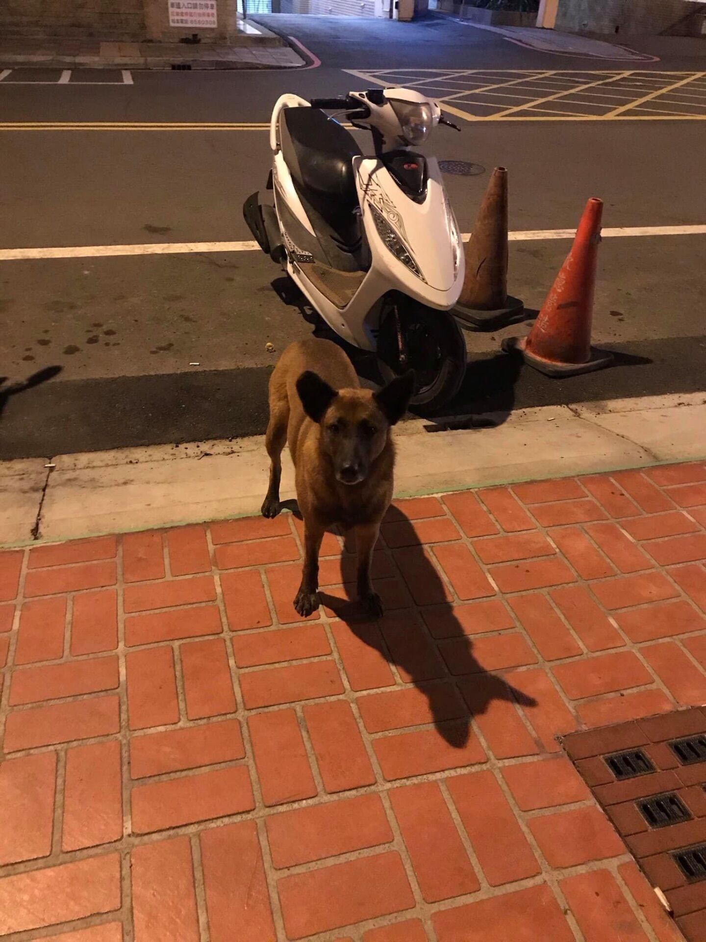 ▲5年前初見浪浪翻垃圾 租屋處不能養狗:10天秒換房只為讓牠有家。(圖/妳的名字叫寶貝@xiao.gi提供,請勿隨意翻拍,以免侵權。)