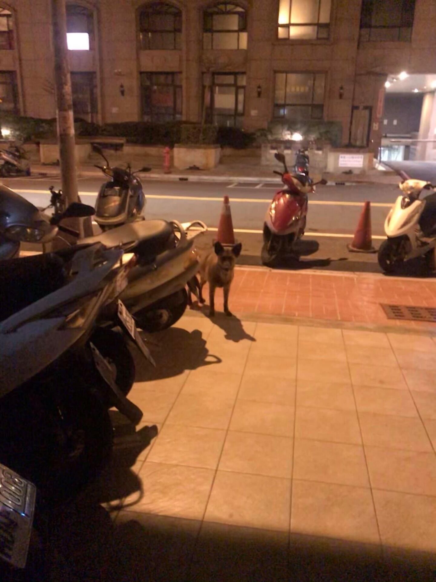 ▲5年前初見浪浪翻垃圾 租屋處不能養狗:10天秒換房只為讓牠有家。(圖/妳的名字叫寶貝@xiao.gi提供,請勿隨意翻拍,以免侵權。)